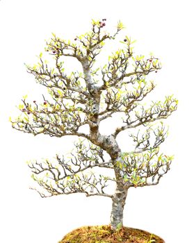 beautiful bonsai tree isolated on white background