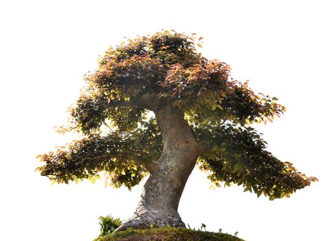 beautiful bonsai tree isolated on white background