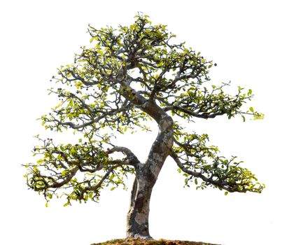 beautiful bonsai tree isolated on white background