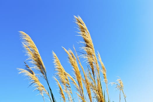 Wheat field against a blue sky 