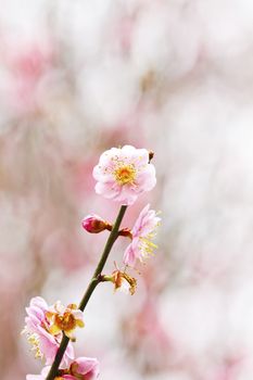 Plum blossoms blooming