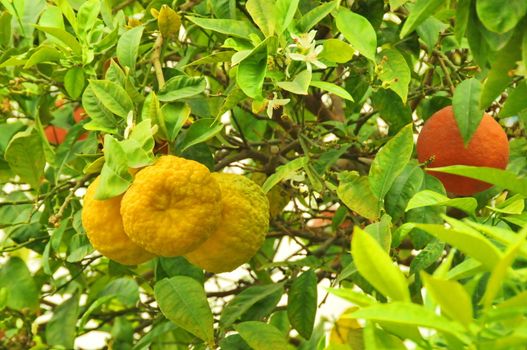 Fresh oranges grownig on a tree