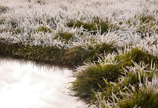 white frost on green grass next to water