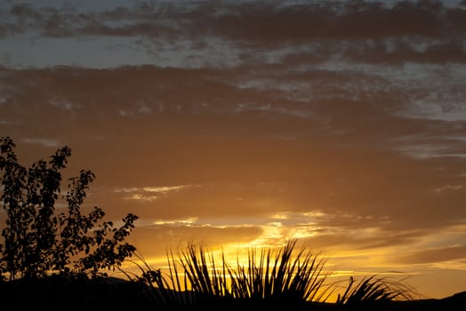 orange sunset in southern utah with silhouettes of plants