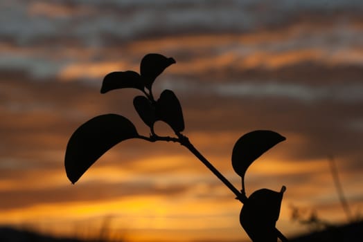 silhouette of a tree branch with orange sunset in background