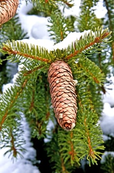 tree with snow