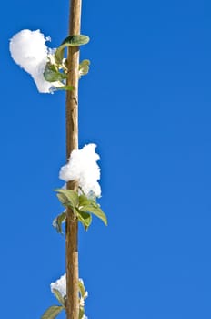 Branch with snow