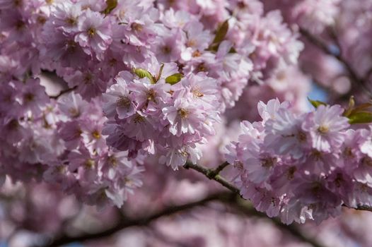 Cherry blossom in Hamburg in May