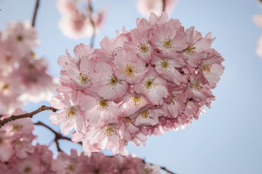 Cherry blossom in Hamburg in May
