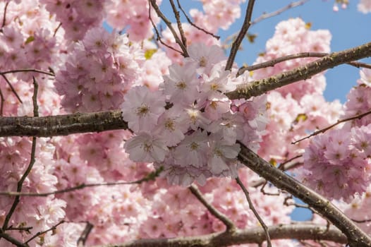 Cherry blossom in Hamburg in May