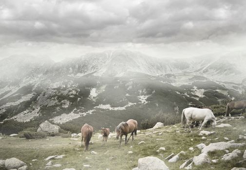 Family of wild horses grazing on mountain