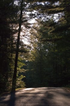 A wood road rising uphill in back sunlight. BonEcho Provincial Park