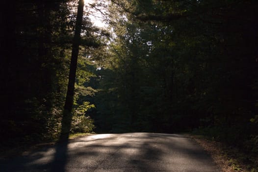 A wood road rising uphill in back sunlight. BonEcho Provincial Park
