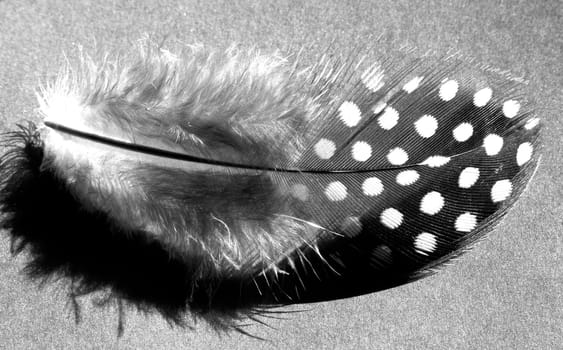 Monochrome feather of the Guinea-fowl (Numida melagris)