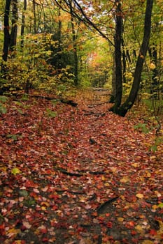 Path in maple forest near Killarney Lake. October.

