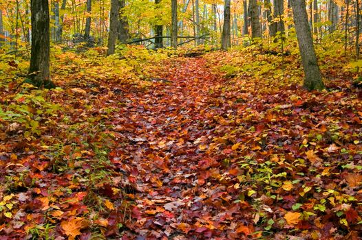 Path in maple forest near Killarney Lake. October.

