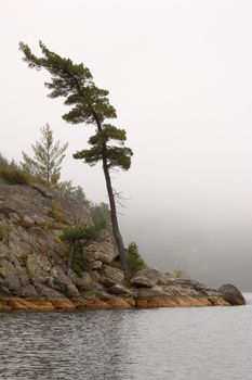 Lonely spruce trees in the lake shore in Killarney park
