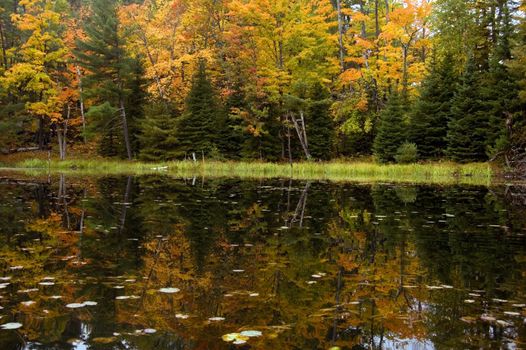 Reflection of colorful forest in lake surface in the overcast day
