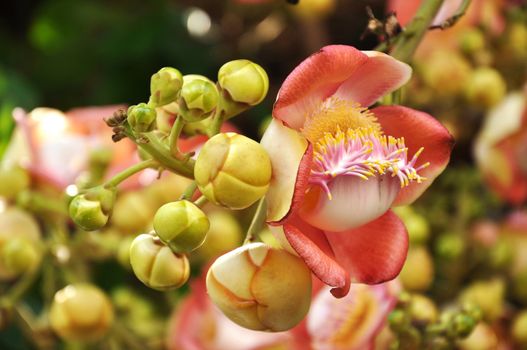Cannonball Tree flowers do not have nectar, so these flowers are mainly visited by bees in search of pollen; outside the native range of habitat, carpenter bees are considered to be the principal pollinators.