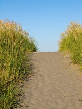 Green and Yellow Beach Grass on a Path to the Ocean on a Clear and Sunny Day