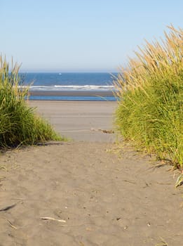 Green and Yellow Beach Grass on a Path to the Ocean on a Clear and Sunny Day