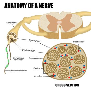 Anatomy of a nerve (for basic medical education, for clinics &amp; Schools)