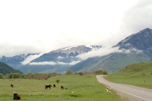 Mouintain: cows and horses on green field
