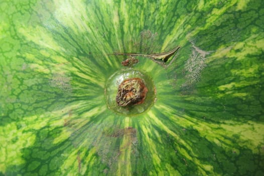 Close up of a big watermelon.

