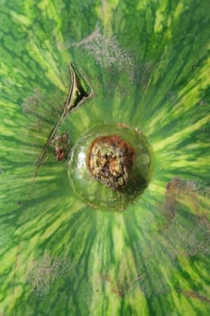 Close up of a big watermelon.
