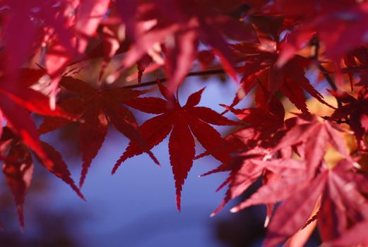Red maple leaves fill the screen a single leaf hangs down in center of frame