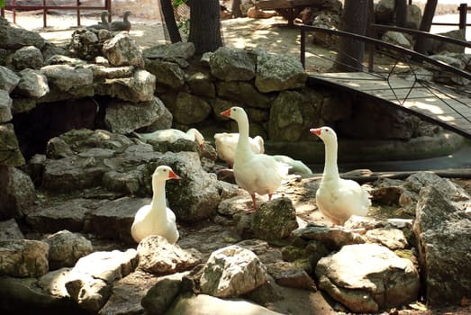 white birds over stone in zoo park