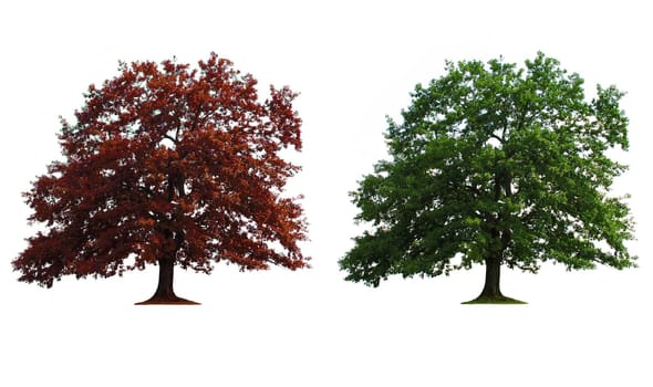 green and red old oak trees isolated over white