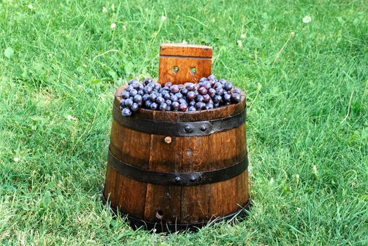 purple grapes in archaic wooden barrel over green grass