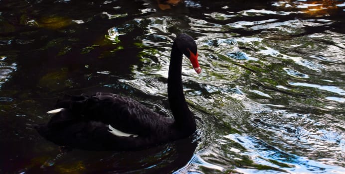 black swan swimming in dark water in park