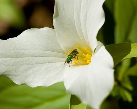 a green wasp species on a white flower