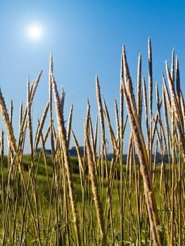 Green and Yellow Beach Grass on a Clear and Sunny Day