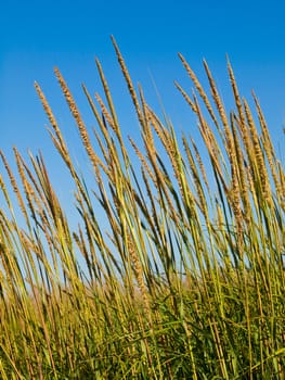 Green and Yellow Beach Grass with a Blue Clear Sky