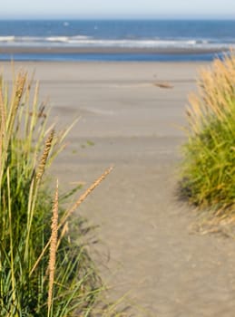 Green and Yellow Beach Grass on a Path to the Ocean