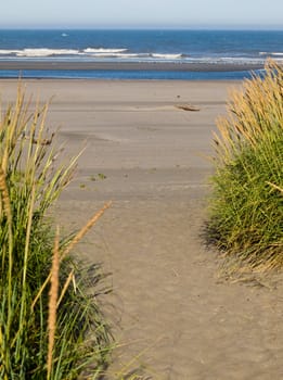 Green and Yellow Beach Grass on a Path to the Ocean