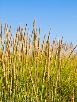 Green and Yellow Beach Grass with a Blue Clear Sky