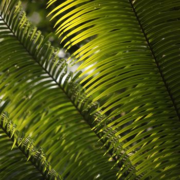 Close up of Green Leaf in Sri Lanka