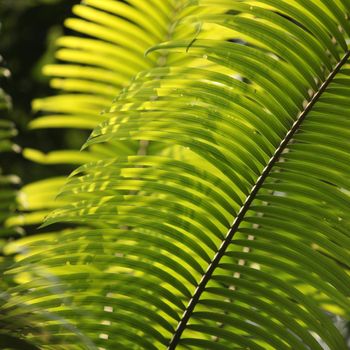 Close up of Green Leaf in Sri Lanka