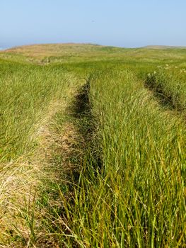 Green and Yellow Beach Grass on a Path to the Ocean on a Clear and Sunny Day