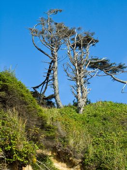 Windswept Trees on a Clear Sunny Day