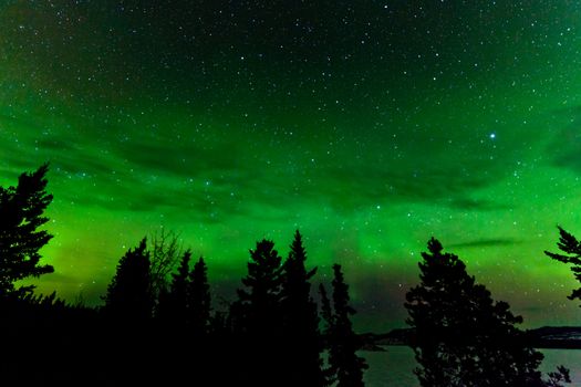 Green glowing display of Northern Lights or Aurora borealis or polar lights in night sky full of stars over taiga forest