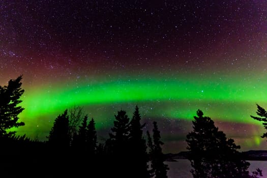 Green glowing display of Northern Lights or Aurora borealis or polar lights in night sky full of stars over taiga forest