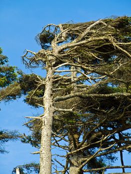 Windswept Trees on a Clear Sunny Day