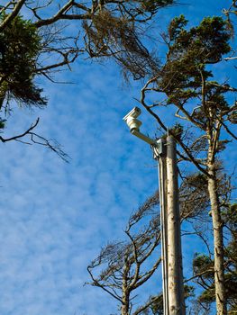 Windswept Trees and a Security Camera on a Pole