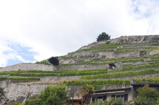 Famous and protected vineyards in the Swiss canton of Vaud, located in the district of Lavaux-Oron