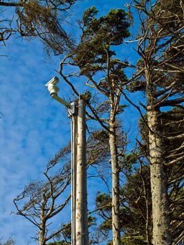 Windswept Trees and a Security Camera on a Pole